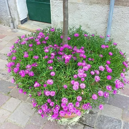 Nonno Toni Couette-café Campo Ligure